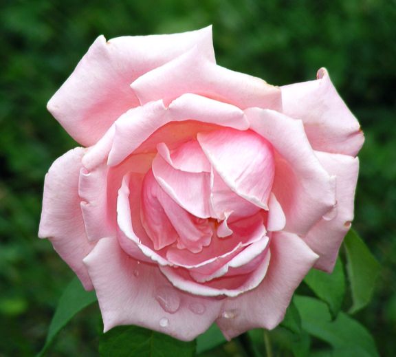 Memorial Day photo md2013_07090012_zps00dc3614.jpg